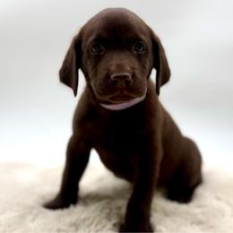 Girl 8 - Chocolate female Labrador Retriever puppy in San Diego County, California from Travis’ Chocolate Labradors