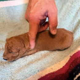 Teddy Jack - Red  male Poodle puppy in Bakersfield, California from Jewells Poodles