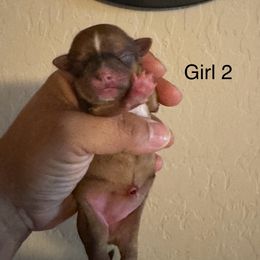 Girl 2 - Black gold and white female Shorkie puppy in San Tan Valley, Arizona from Great Mates