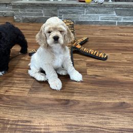 Cocker Spaniel Puppies from Camelot