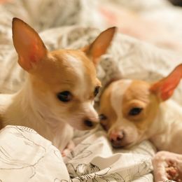 Chihuahua Puppies from Pittsburgh Paw Prints