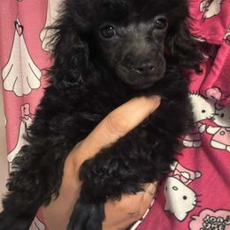Slytherin (Mr. Malfoy) - Black male Poodle puppy in Buckeye, Arizona from Romano Juarez Puppies