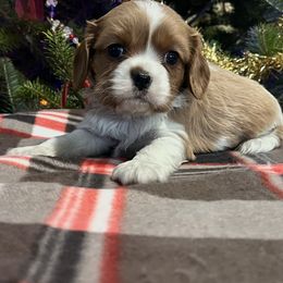 Flo boy - Blenheim male Cavalier King Charles Spaniel puppy in Danville, Pennsylvania from RoaringCreek
