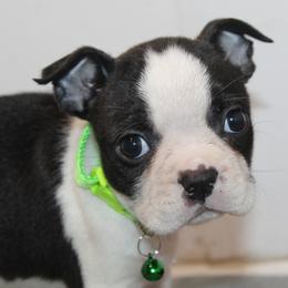 Ryder Boy 5 - Black brindle and white male Boston Terrier puppy in Brooksville, Florida from I Love Pups