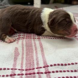 Ginger Snap - Red tri-color female Australian Shepherd puppy in Boise, Idaho from Black Canyon Corral Aussies