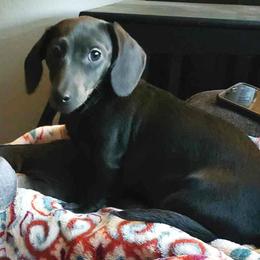 Rain - Dachshund