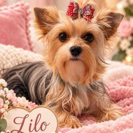 Lilo - Morkie