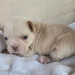 Winston - Cream male French Bulldog puppy in Las Vegas, Nevada from Fabulousbulldogs LLC