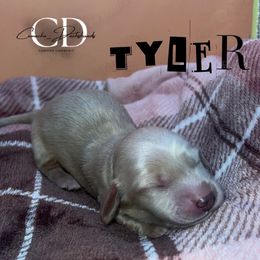 Tyler - Cream male Dachshund puppy in Huntington, Texas from Camacho_Dachshunds