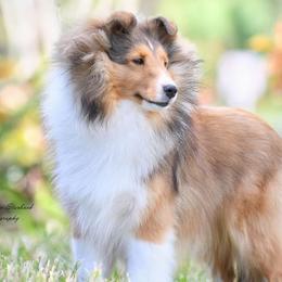 Shetland Sheepdogs from Cielito Lindo Shelties
