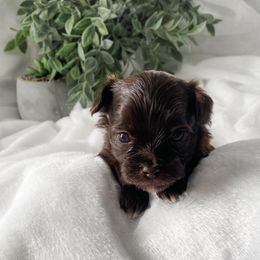 Cavapoo and Havapoo Puppies from Perfectly Playful Doodles