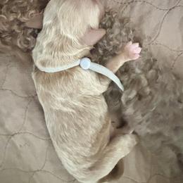 Goldendoodle Puppies from 4H Doodles