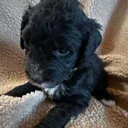 Girl 3 tan collar - Black and white female Sheepadoodle puppy in Eleva, Wisconsin from Molly’s Doodles