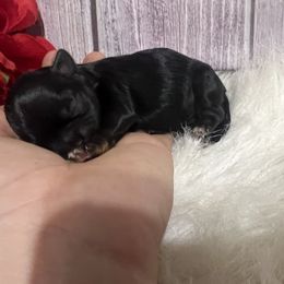 Girl 3 - Black and tan female Shih Tzu puppy in Tenino, Washington from Fantasy Realm Shih Tzus