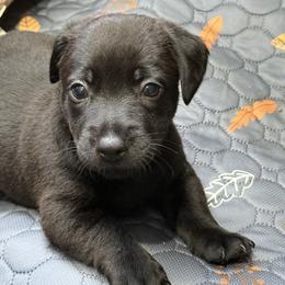 American Hunt Terrier Puppies from Paradise bay hunt terriers