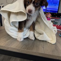 Miniature Australian Shepherd and Toy Australian Shepherd Puppies from Loyal Litters Toy Australian Shepherds