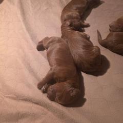 Boy 4 - Red male Irish Doodle puppy in Mesa, Arizona from Desert Doodles