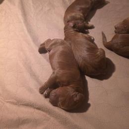 Boy 4 - Red male Irish Doodle puppy in Mesa, Arizona from Desert Doodles