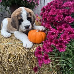 Shimmer - Brown and white female Saint Berdoodle puppy in Traverse City, Michigan from Bare Paws Saint Berdoodles
