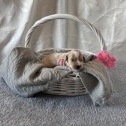 Pink Collar Female - Apricot female Goldendoodle puppy in Bradenton, Florida from Suncoast Goldendoodles