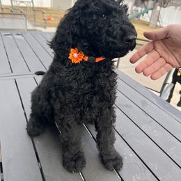 Russell - Black Poodle puppy in Riverton, Utah from Stormy Skye Poodles