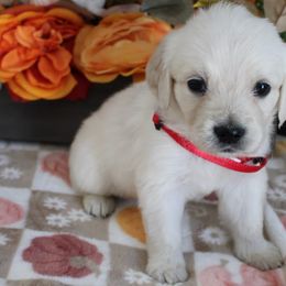 Porsche - Golden Retriever puppy from Sierra View English Creams