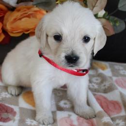 Porsche - Golden Retriever puppy from Sierra View English Creams