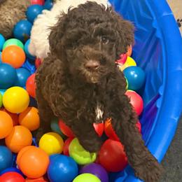Bonnie - Chocolate female Goldendoodle puppy in Montgomery, Texas from Texas Bello Doodles
