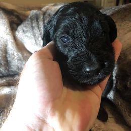 Bernedoodle and Goldendoodle Puppies from Kim's Cove Doodles