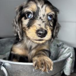 Dachshund, Shih Tzu, and Yorkshire Terrier Puppies from Happy Hounds and More🐾