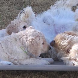 Tucker - Cream male Goldendoodle puppy in Mullin, Texas from Grosenbacher Goldendoodles