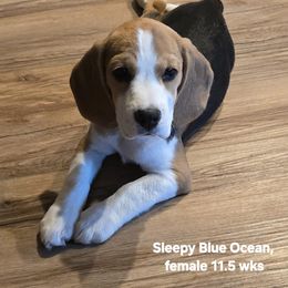 Sleepy Blue Ocean - Black tan and white female Beagle puppy in Cottonwood, Arizona from Bullock 's Beagles
