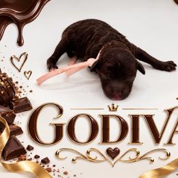 Godiva - Brown female Poodle puppy in Southampton, New Jersey from Lavishly Loved Pets LLC