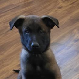 White-Black - Mahogany male Belgian Malinois puppy in Chesterfield, Virginia from Love Belgian Malinois