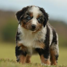 Billywig - Blue merle male Miniature Australian Shepherd puppy in Hartman, Arkansas from Southern Edition Aussies