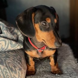 Winnie - Dachshund
