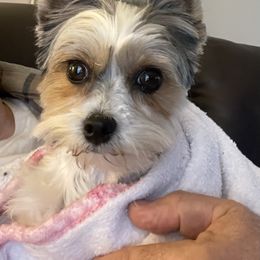 Yorkshire Terrier All Grown Up from Mimi’s AKC Yorkies