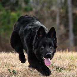 Tuuka - German Shepherd