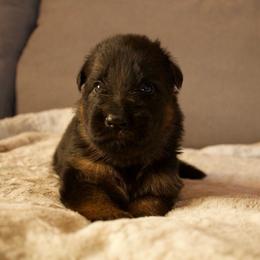 Jester - Black and red male German Shepherd puppy in Garland, Maine from Vom Schön Traumhund