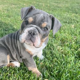 Lexie - White Bulldog puppy in Sandy, Utah from K2I Bulldogs