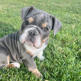 Lexie - White Bulldog puppy in Sandy, Utah from K2I Bulldogs