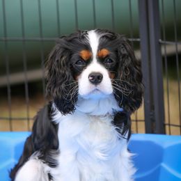 Stella - Cavalier King Charles Spaniel