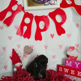 Bernadette - Liver female Miniature Schnauzer puppy in Hyattsville, Maryland from Amaya Lara Schnauzers