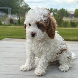 Lightening McQueen - Blenheim male Cavapoo puppy in Mona, Utah from Hearts Full of Puppies