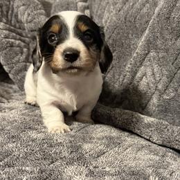 Harrison - Dapple male Dachshund puppy in Milo, Missouri from Gillian’s Darling’ Doxies