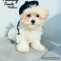 Maltese, Maltipoo, Poodle, and Yorkshire Terrier Puppies from Paw Perfect Pets