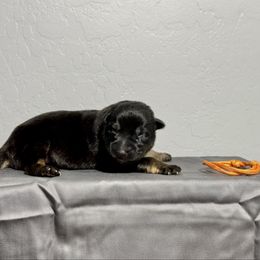 Orange - Bi-color male German Shepherd puppy in Buckeue, Arizona from Légende Vivante Du Chief Kennel