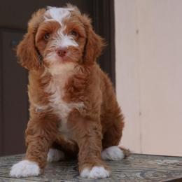 Rider - Brown male Double Doodle puppy in Los Angeles, California from Deane’s Double Doodles