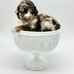 Prairie Rose - Merle female Bernedoodle puppy in Thornville, Ohio from Four Front Doodles & Friends