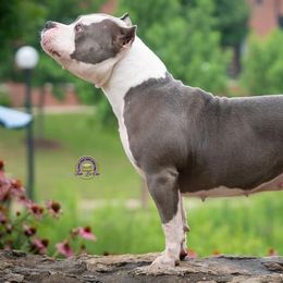American Bullies from Circle B Bully